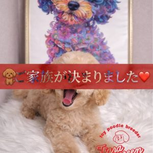 Home タイニープードルの子犬詳細