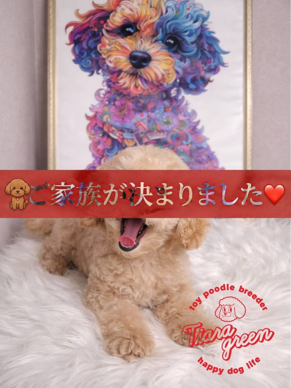 タイニープードルの子犬詳細 タイニープードルの子犬詳細