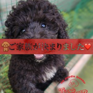 Home トイプードル(トイ)の子犬詳細