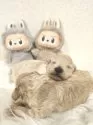 タイニープードルの子犬詳細 - 画像 (3)