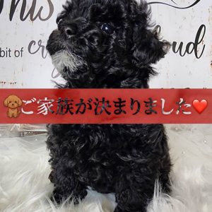 Home タイニープードルの子犬詳細