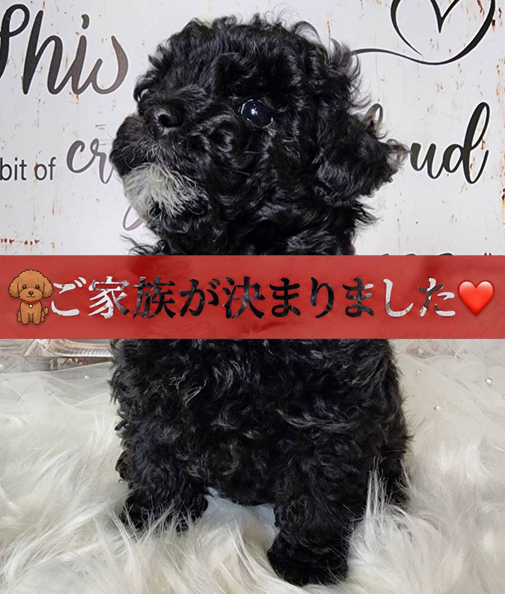タイニープードルの子犬詳細 タイニープードルの子犬詳細
