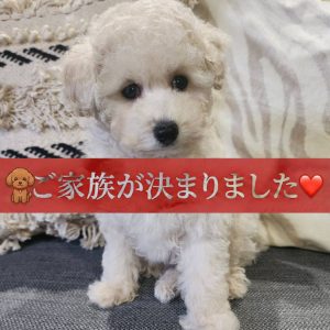 Home タイニープードルの子犬詳細