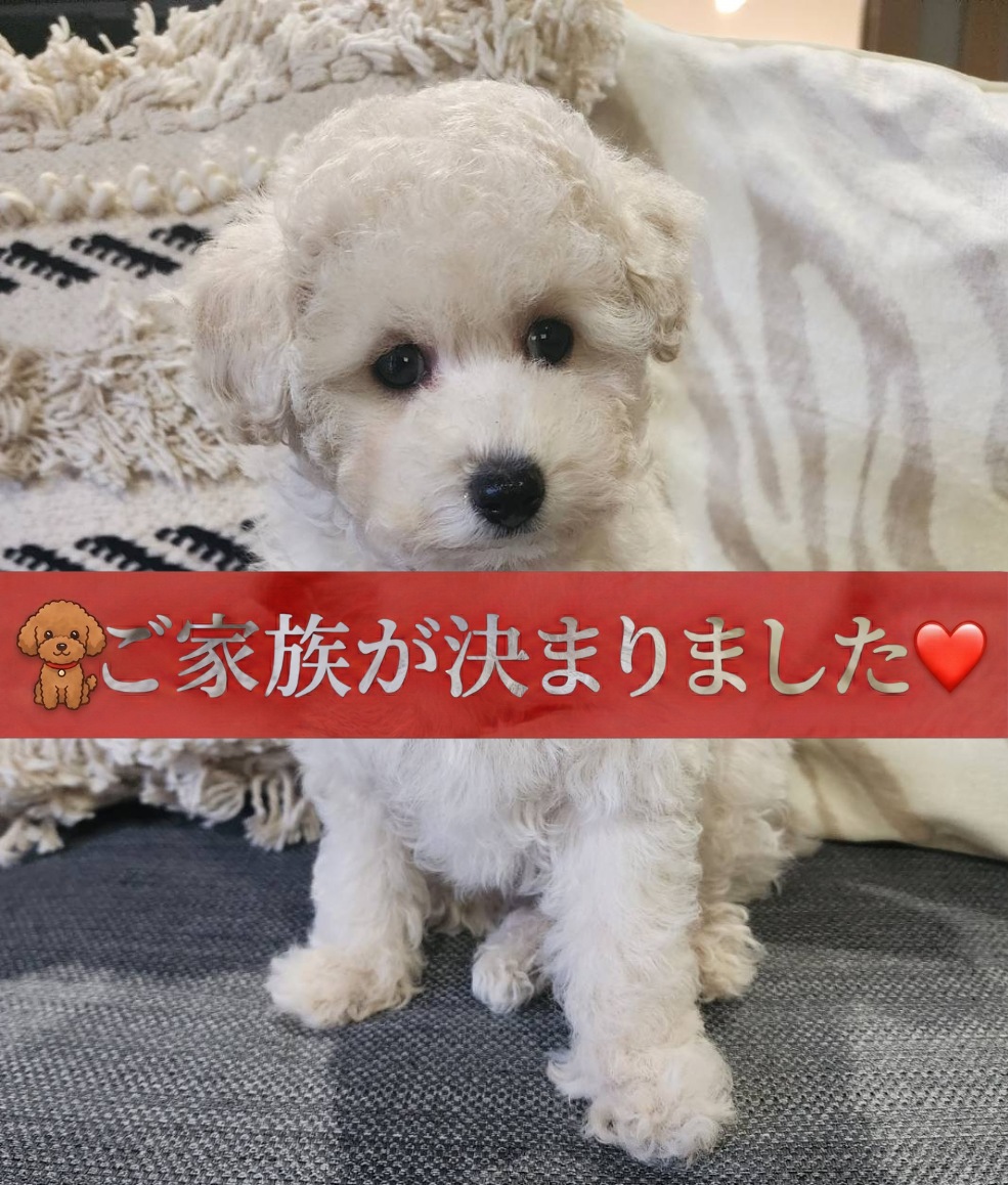 タイニープードルの子犬詳細 タイニープードルの子犬詳細