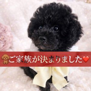 Home タイニープードルの子犬詳細