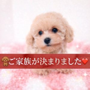 Home タイニープードルの子犬詳細