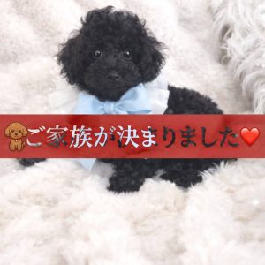 Home タイニープードルの子犬詳細