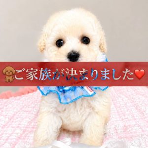 タイニープードルの子犬詳細
