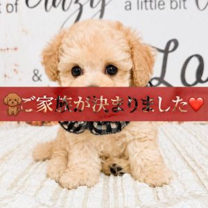 タイニープードルの子犬詳細